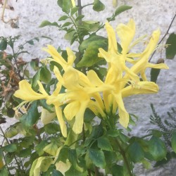 Tecomaria capensis - Cape Honeysuckle