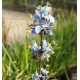 Libertia sessiliflora Caerulescens