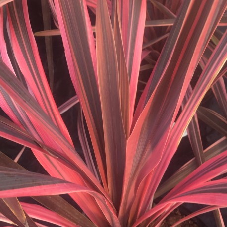 Cordyline australis Southern Splendour