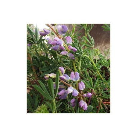 Lupinus arboreus (blue form)