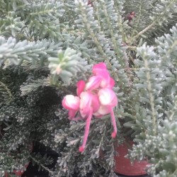 Grevillea lanigers Pepito