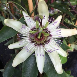 Passiflora Diva