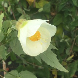 Abutilon 'Simcox White'