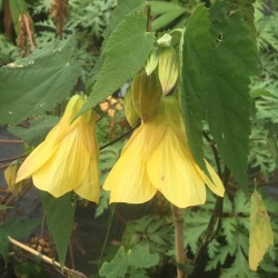 Abutilon Waltz