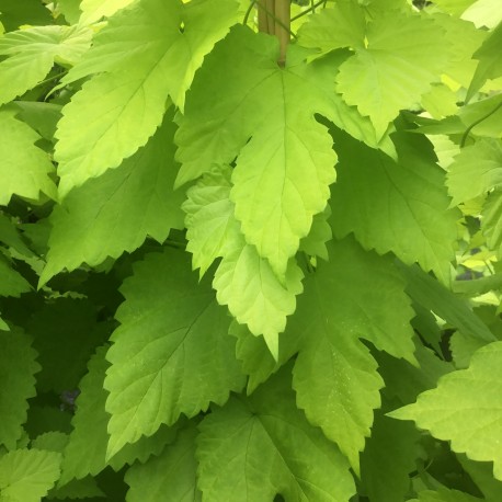 Humulus lupulus 'Aurea'