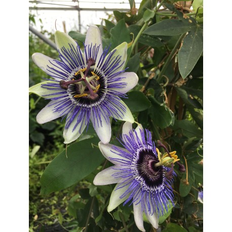 Passiflora caerulea Duuk