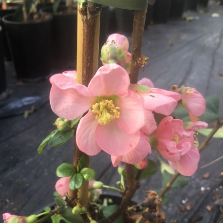 Chaenomeles x superba Pink Lady