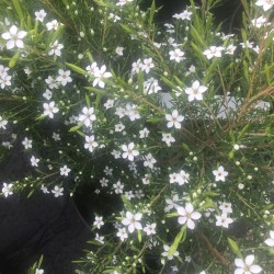 Coleonema pulchellum. syn.Diosma ericoides