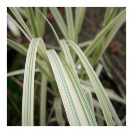 Cortaderia selloana 'Silver Fountain'