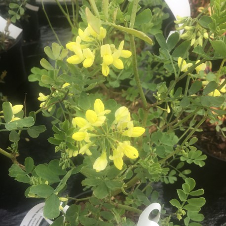 Coronilla valentina subsp.glauca Citrina