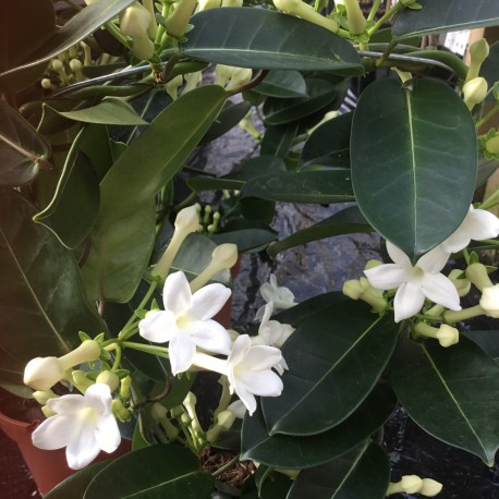 Stephanotis floribunda