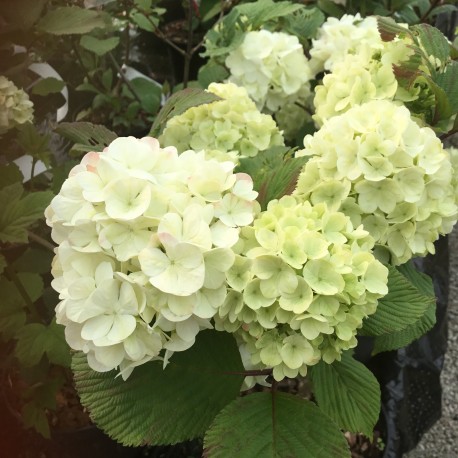 Viburnum plicatum 'Grandiflorum'