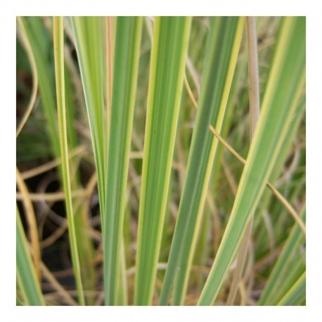 Cortaderia selloana 'Gold Band'