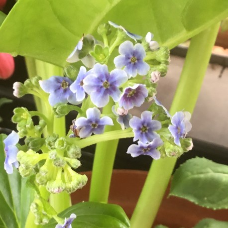 Myosotidium hortensia (Chatham Island Forget me Not)