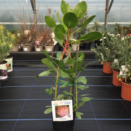 Protea cynaroides 'Pink King'