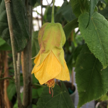 Abutilon Ventnor Gold