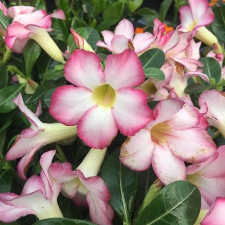 Adenium obesum 'Pink Star'