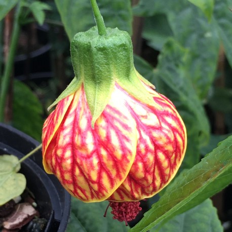 Abutilon 'Red Tiger'