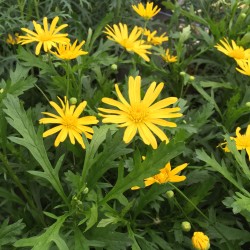 Euryops chrysanthemoides