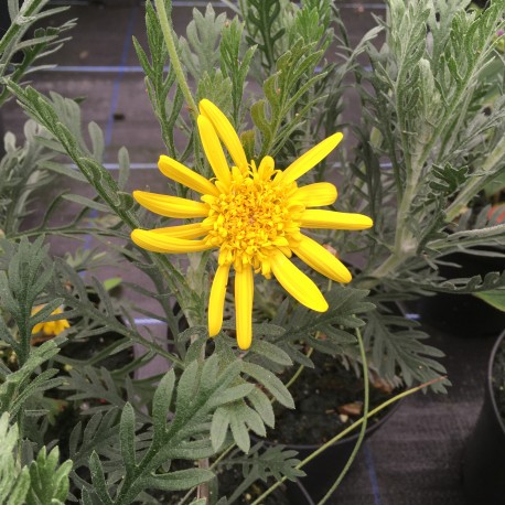 Euryops pectinatus