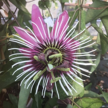 Passiflora caerulea Racemosa