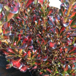 Coprosma repens 'Pacific Sunset'