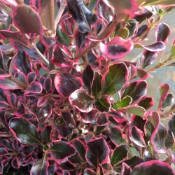 Coprosma Eclipse