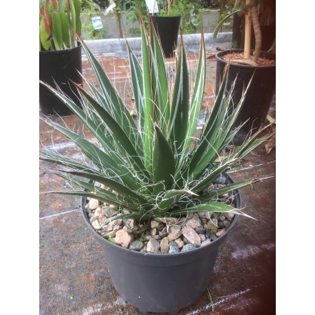 Agave filifera(AGM)