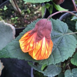 Abutilon 'Hot Lava'