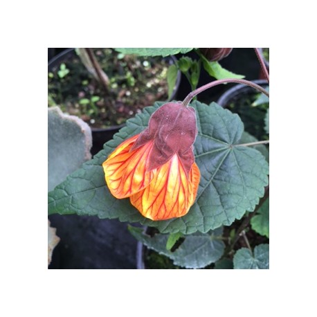 Abutilon 'Hot Lava'