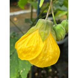 Abutilon Buttercup