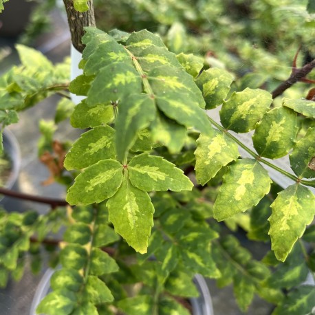 Zanthoxylum piperitum - Japanese Pepper Tree