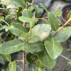 Quillaja saponaria - Soapbark tree