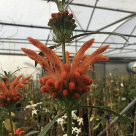 Leonotis Leonorus