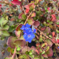 Ceratostigma griffithii