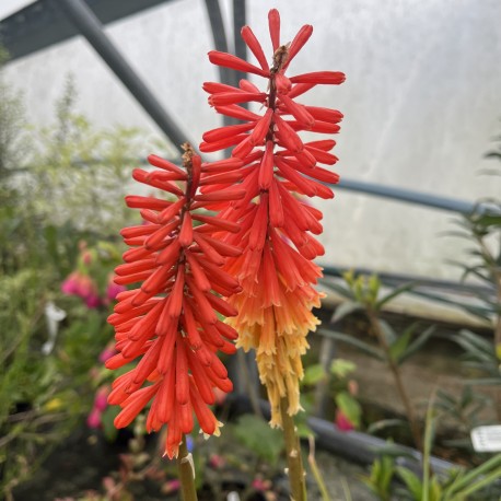 Kniphofia galpinii