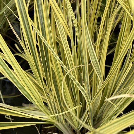 Cortaderia selloana “Splendid Star”