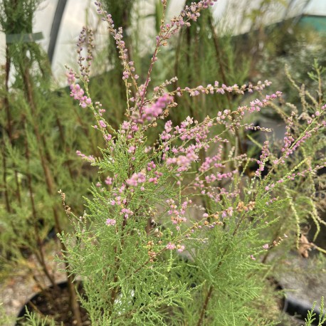 Tamarix ramosissima 'Pink Cascade'