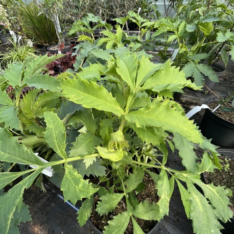 Melianthus Major