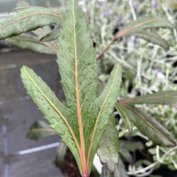 Pseudopanax Mao's Toes