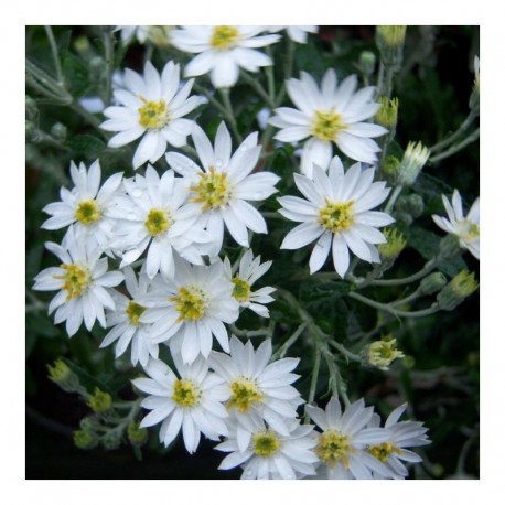 Olearia x scilloniensis