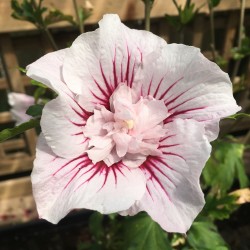 Hibiscus syriacus 'China Chiffon'