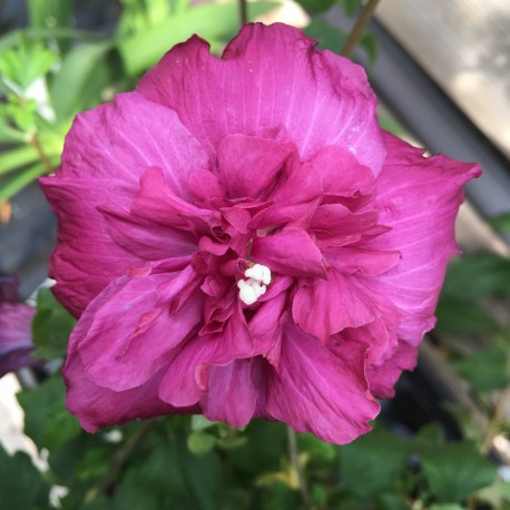 Hibiscus syriacus 'Magenta Chiffon'