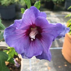 Hibiscus syriacus 'Oiseau Bleu' syn.Bluebird - Tree Hollyhock