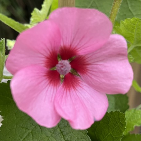 Anisodontea el Royo