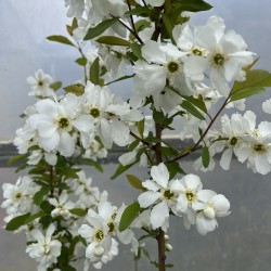 Exochorda racemosa 'Blushing Pearl'