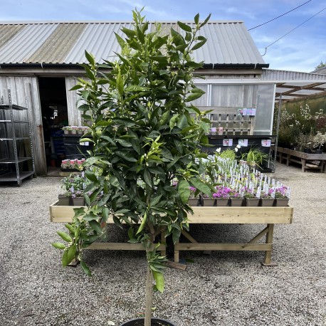 Citrus Clementine Specimen 160cm