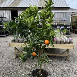 Citrus Orange 'Sanguinella' 160cm Specimen (Blood Orange)