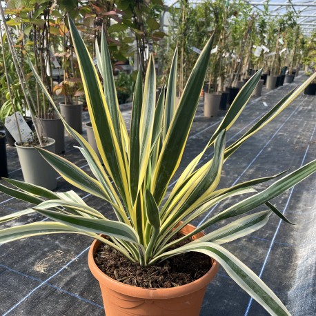 Yucca gloriosa 'Variegata' Specimen