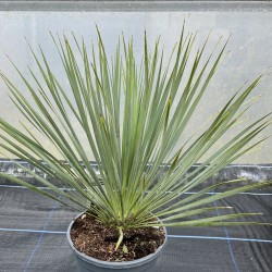 Yucca rostrata